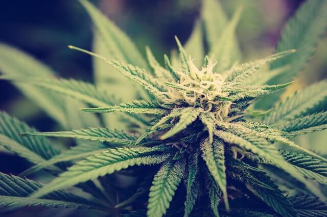 jaka jest medyczna marihuana?